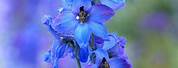 Delphinium Flower Colors