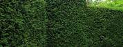 Taxus Baccata Green Fence