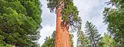 General Grant Giant Sequoia Tree