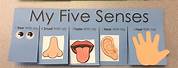 5 Senses Activity for Kindergarten Craft