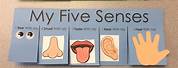 5 Senses Craft Activities for Kindergarten