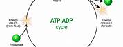 ATP Simple Diagram