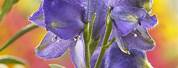 Aconitum Blue Lagoon