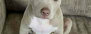 Adorable Baby Pitbull Puppies