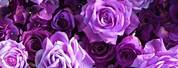 Aesthetic Pink Purple Roses Wallpaper
