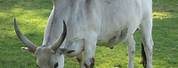 African Cow Breeds Zebu