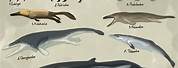 Ambulocetus Whale Evolution