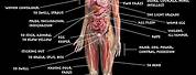 Anatomy of Human Body Parts Diagram