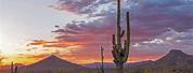 Arizona Cacti Horizontal