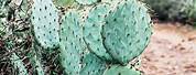 Arizona Prickly Pear Cactus Types