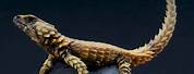 Armadillo Dragon Lizard