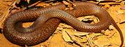 Australia Most Dangerous Snakes