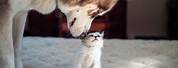 Baby Animals Funny Cats and Dogs
