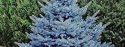 Baby Dwarf Blue Spruce Tree