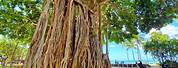Banyan Tree Waikiki