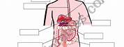 Basic Anatomy Digestive System Worksheet