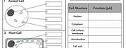 Basic Cell Biology Worksheets
