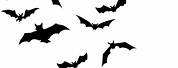 Bat Sketch Black Background