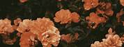 Beautiful Autumn Flower Wallpaper Aesthetic