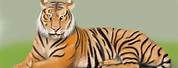 Bengal Tiger Drawing Top View