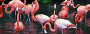Bing Daily Wallpaper Flamingo