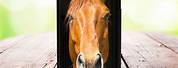 Black Horse Phone Cases iPhone 8 with Screen Protector
