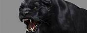 Black Panther Cat Retro Art