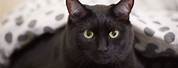 Black Short Hair Cat Breeds