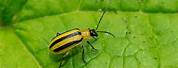 Black and Yellow Striped Cucumber Beetle