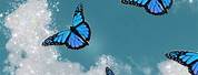 Blue Asthetic Butterfly Background