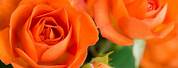 Bright Red Orange Rose Variety
