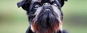 Brussels Griffon Ewok