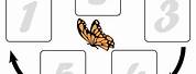 Butterfly Life Cycle Sequence Worksheet