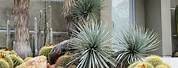 Cactus Plants for Landscaping