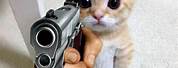 Cat Holding a Gun Meme