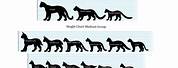 Cat Size Comparison Chart