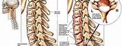 Cervical Spine C4 C5 C6 C7