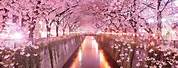 Cherry Blossom Wallpaper for Computer