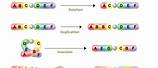 Chromosomal Mutation Types