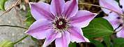 Clematis Flowers Images