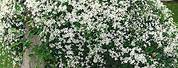 Clematis Vines with White Flowers