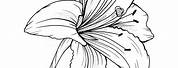 Clip Art Black and White Lily Leaves Outline