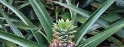 Copyright Free Photo Pineapple Plant