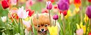 Cute Animals Surrounded by Flowers