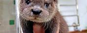 Cute Baby Sea River Otter