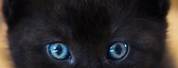 Cute Black Cat Blue Eyes