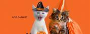 Cute Halloween Images for a Cat