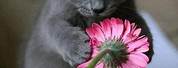 Cute Smile Cat Flower Meme