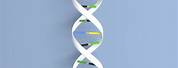 DNA Double Helix Weather Vane