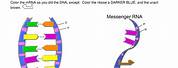 DNA Double Helix Worksheet